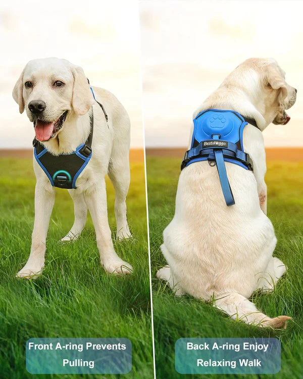 All-in-One Dog Harness